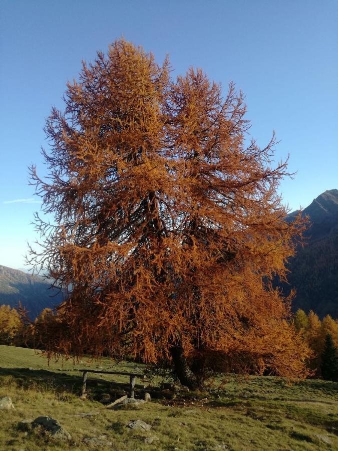 Appartamento Angeli Dolomiti House Croviana Esterno foto